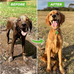 PaWash™ Pet Washer